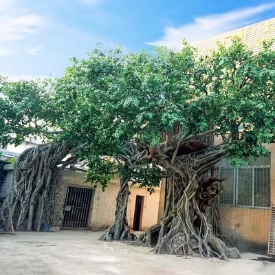 Pokok Lama Tiruan Ficus Besar