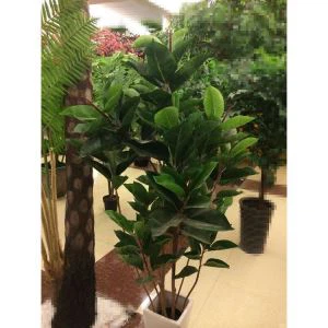 Bonsai pokok getah tiruan