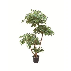 Pohon Ficus hiasan