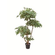 Pohon Ficus hiasan